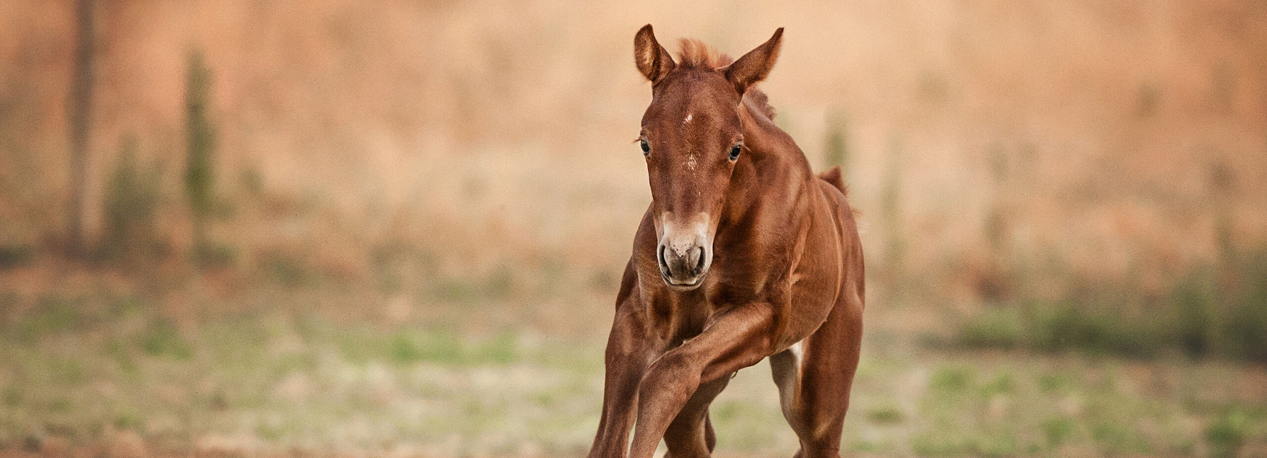 Ein junges Fohlen mit braunem Fell läuft neugierig auf die Kamera zu über eine Wiese; der Hintergrund ist weich verschwommen und zeigt eine ruhige, natürliche Landschaft in warmen Farbtönen.