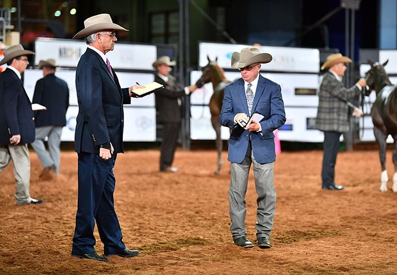 2024 AQHAAPHA European Show Seminar in Deutschland Deutsche Quarter